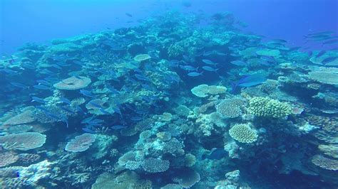 The Role of Coral Reef Magic Platforms in Carbon Sequestration